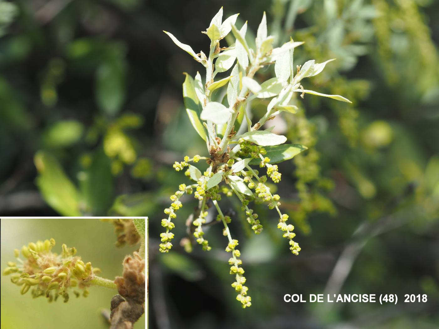 Oak, Holm flower